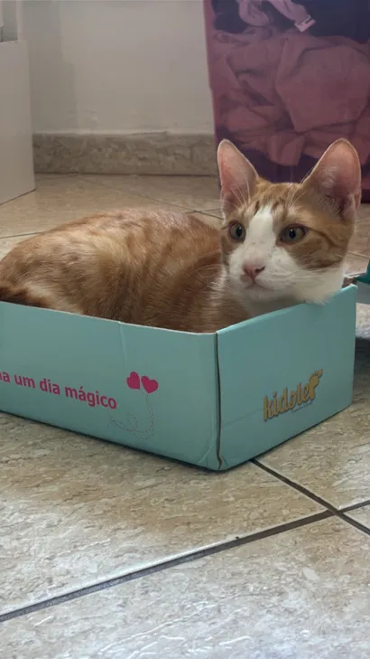 Gato raça SRD-ViraLata idade 7 a 11 meses nome LO’AK