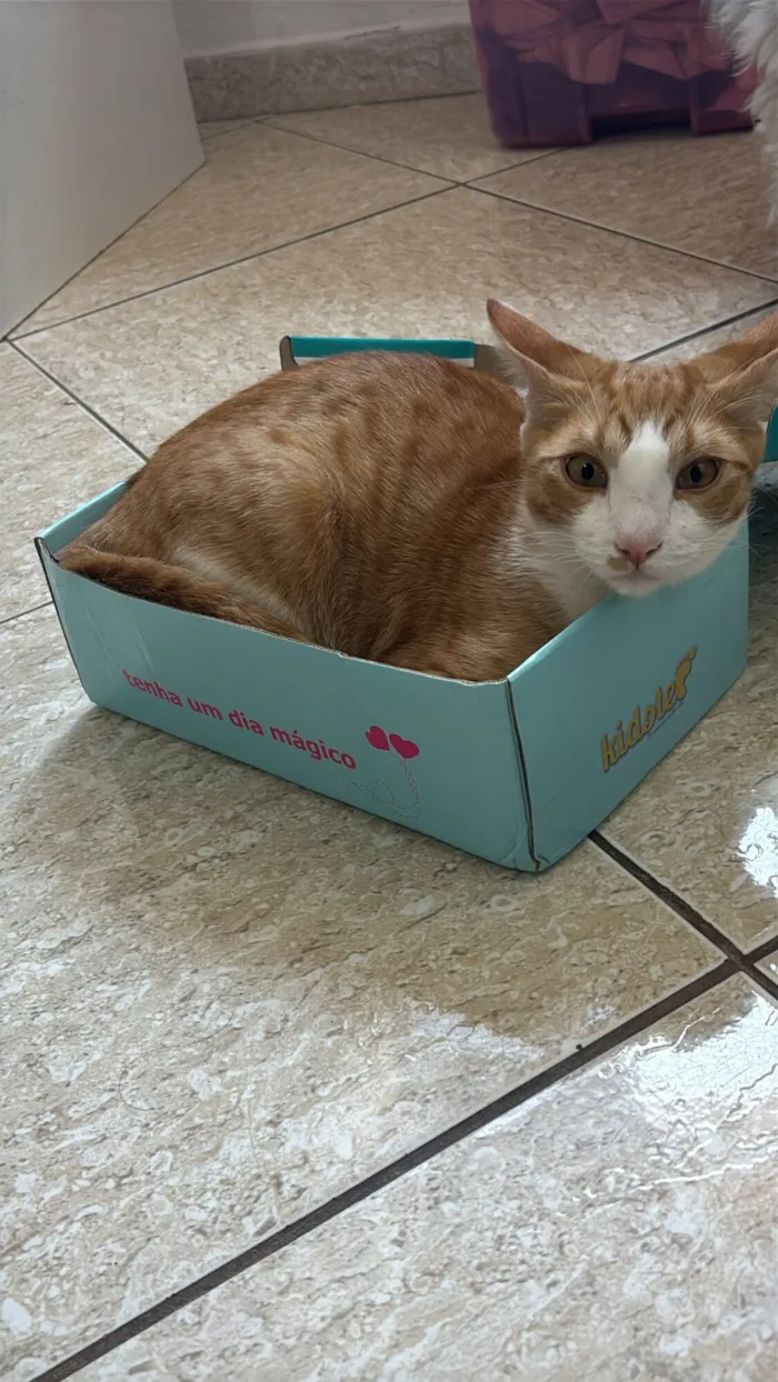 Gato raça SRD-ViraLata idade 7 a 11 meses nome LO’AK