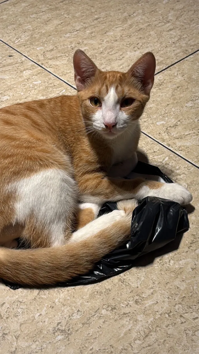 Gato raça SRD-ViraLata idade 7 a 11 meses nome LO’AK