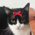 Minnie 