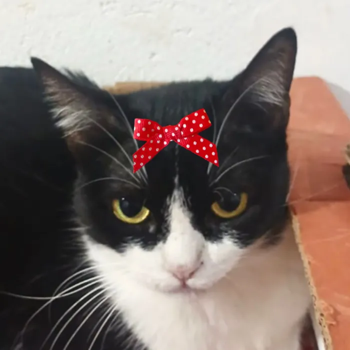 Gato raça SRD-ViraLata idade 1 ano nome Minnie 