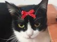 Minnie 
