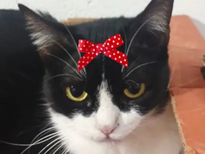 Gato raça SRD-ViraLata idade 1 ano nome Minnie 