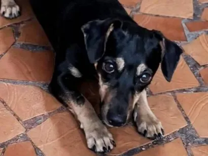Cachorro raça SRD-ViraLata idade 1 ano nome Sandy