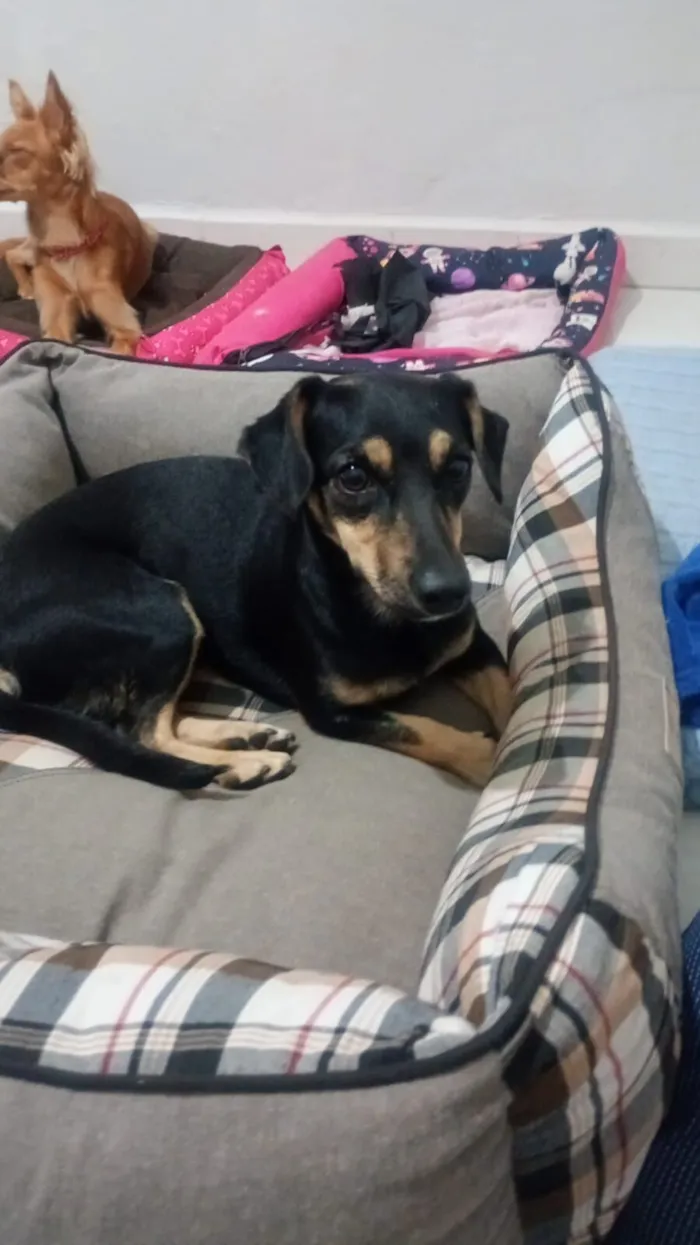 Cachorro raça SRD-ViraLata idade 1 ano nome Sandy