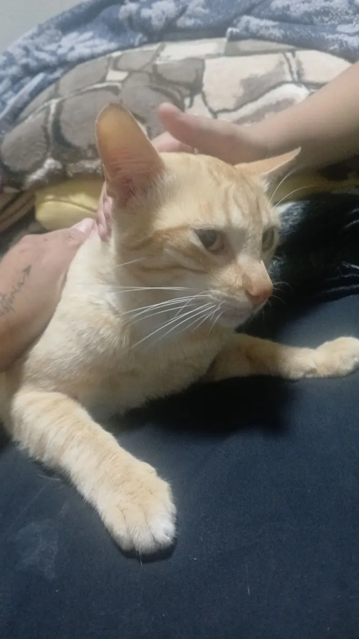 Gato raça SRD-ViraLata idade 7 a 11 meses nome Amarelo