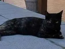 Gato raça SRD-ViraLata idade 2 a 6 meses nome petra