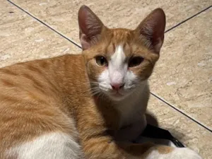 Gato raça SRD-ViraLata idade 7 a 11 meses nome LO’AK