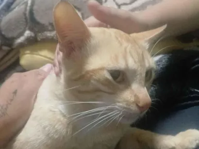 Gato raça SRD-ViraLata idade 7 a 11 meses nome Amarelo