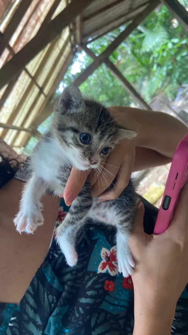 Gato raça SRD-ViraLata idade Abaixo de 2 meses nome  Não coloquei nomes!