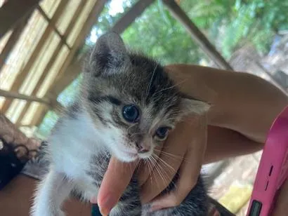Gato raça SRD-ViraLata idade Abaixo de 2 meses nome  Não coloquei nomes!