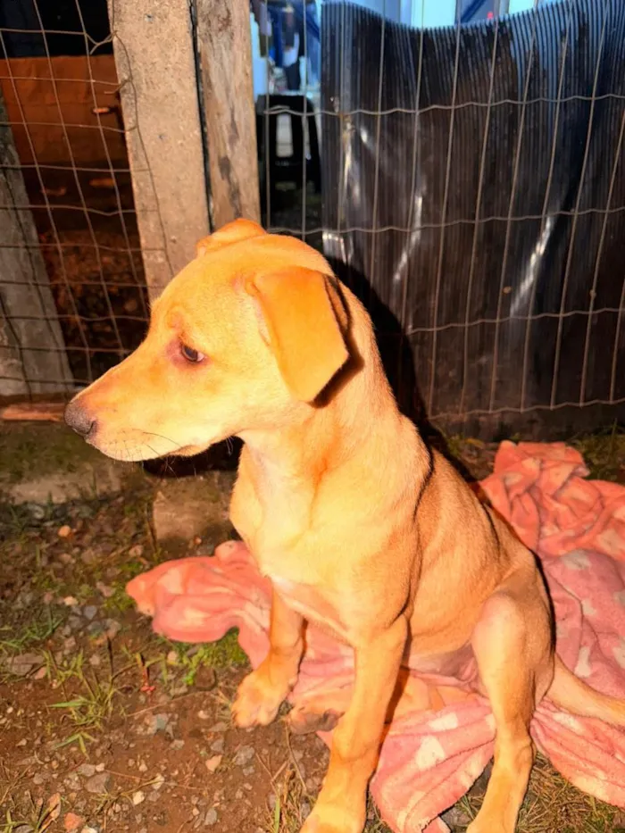 Cachorro raça SRD-ViraLata idade 2 a 6 meses nome Bela