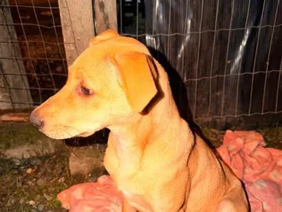 Cachorro raça SRD-ViraLata idade 2 a 6 meses nome Bela