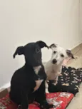 Florêncio e Berenice