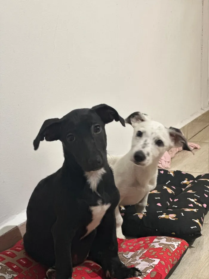 Cachorro raça SRD-ViraLata idade 2 a 6 meses nome Florêncio e Berenice