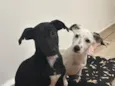 Florêncio e Berenice