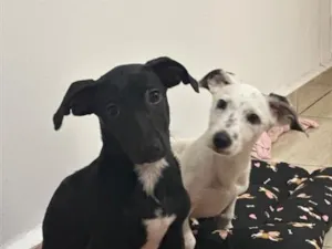 Cachorro raça SRD-ViraLata idade 2 a 6 meses nome Florêncio e Berenice