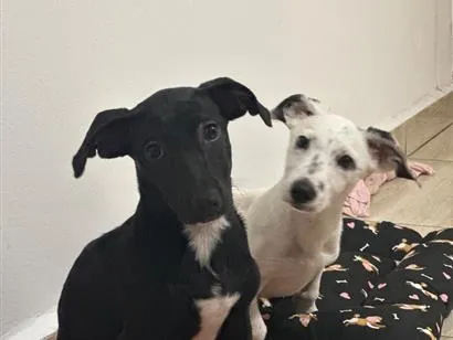 Cachorro raça SRD-ViraLata idade 2 a 6 meses nome Florêncio e Berenice
