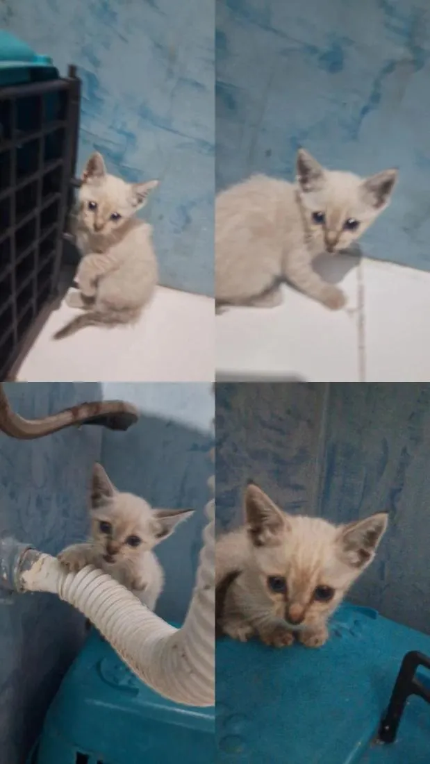 Gato raça SRD-ViraLata idade Abaixo de 2 meses nome bolota