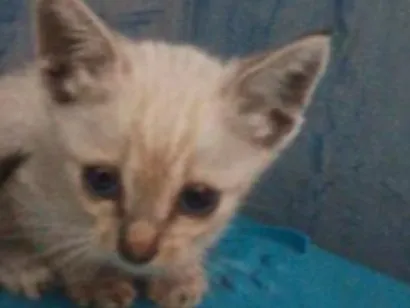 Gato raça SRD-ViraLata idade Abaixo de 2 meses nome bolota