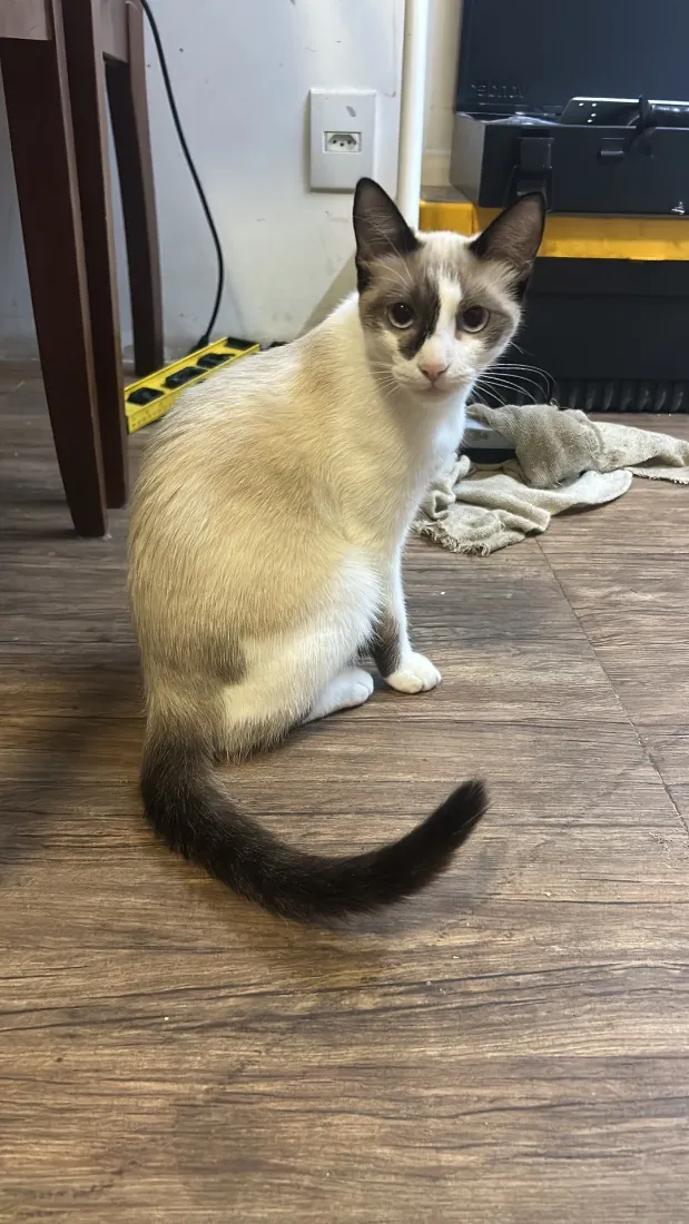 Gato raça SRD-ViraLata idade 2 a 6 meses nome Chelly