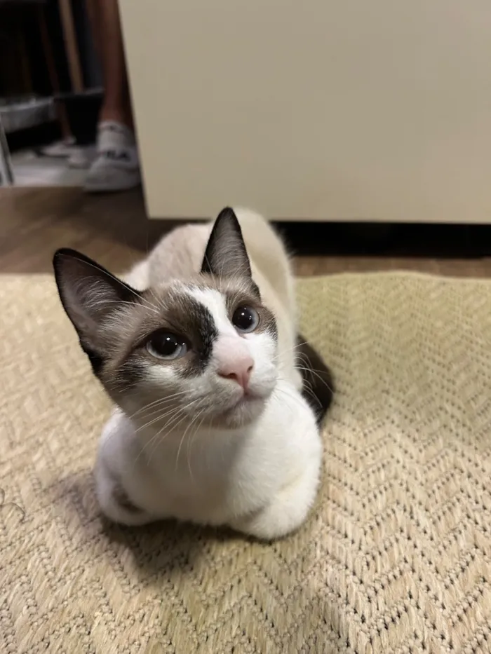 Gato raça SRD-ViraLata idade 2 a 6 meses nome Chelly