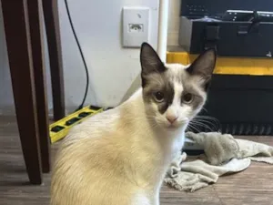 Gato raça SRD-ViraLata idade 2 a 6 meses nome Chelly