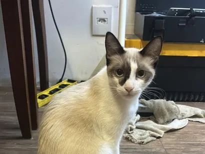 Gato raça SRD-ViraLata idade 2 a 6 meses nome Chelly