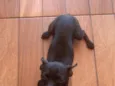Chico
