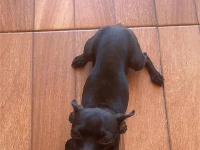 Cachorro raça Pinscher idade 1 ano nome Chico