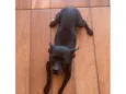 Chico