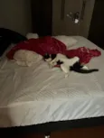 Gus