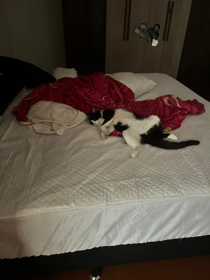 Gato raça SRD-ViraLata idade 7 a 11 meses nome Gus