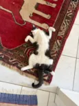 Gus