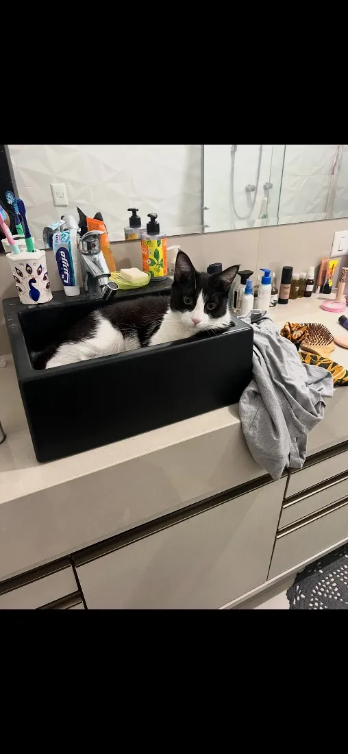Gato raça SRD-ViraLata idade 7 a 11 meses nome Gus