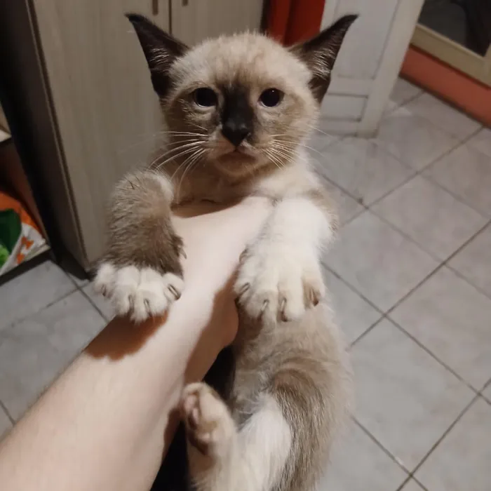 Gato raça SRD-ViraLata idade Abaixo de 2 meses nome sem nome