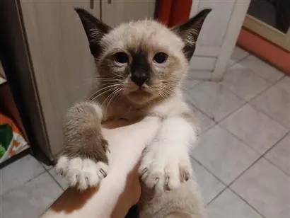 Gato raça SRD-ViraLata idade Abaixo de 2 meses nome sem nome