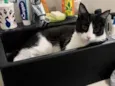 Gus