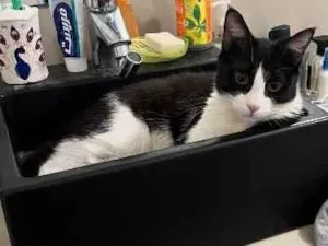 Gato raça SRD-ViraLata idade 7 a 11 meses nome Gus