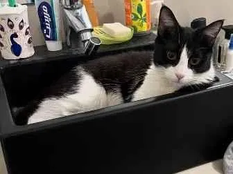 Gato raça SRD-ViraLata idade 7 a 11 meses nome Gus
