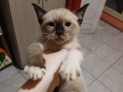 Gato raça SRD-ViraLata idade Abaixo de 2 meses nome sem nome