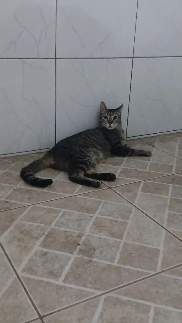 Gato raça SRD-ViraLata idade 7 a 11 meses nome selvagem 