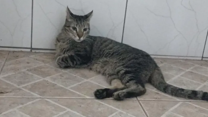 Gato raça SRD-ViraLata idade 7 a 11 meses nome selvagem 