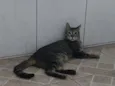 selvagem 