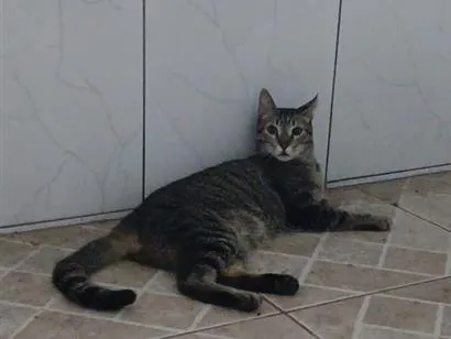 Gato raça SRD-ViraLata idade 7 a 11 meses nome selvagem 