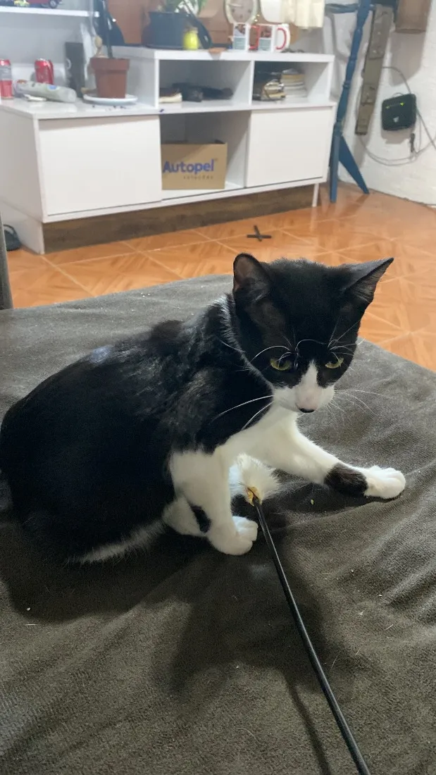 Gato raça SRD-ViraLata idade 2 a 6 meses nome Apelidado de Bob Bolota