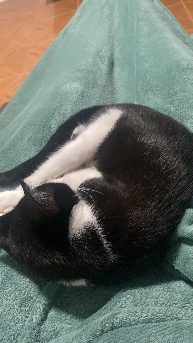 Gato raça SRD-ViraLata idade 2 a 6 meses nome Apelidado de Bob Bolota
