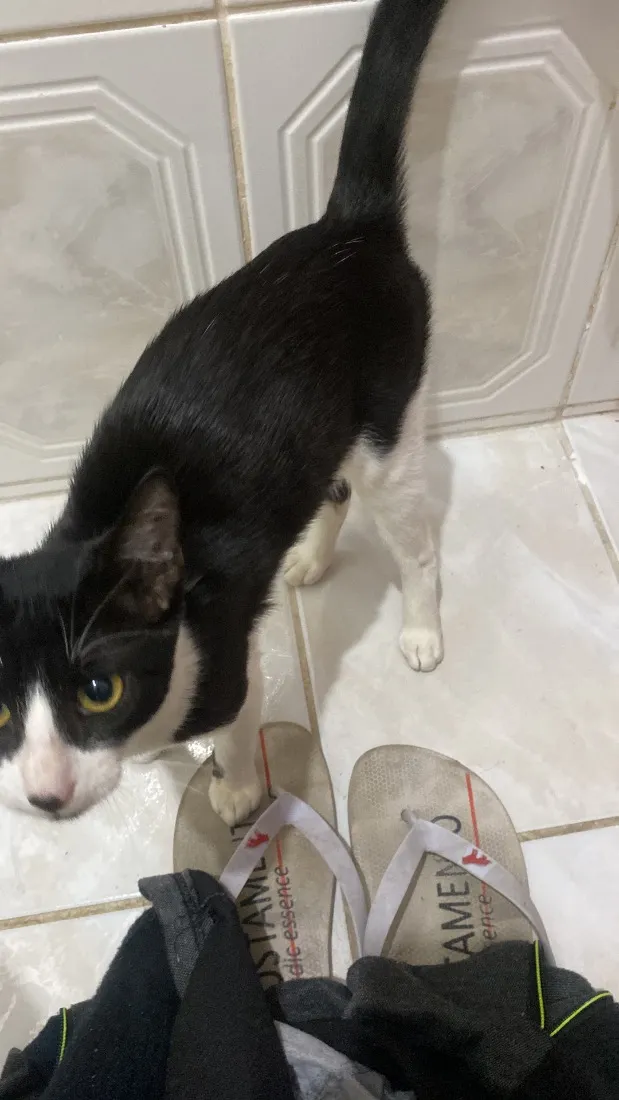 Gato raça SRD-ViraLata idade 2 a 6 meses nome Apelidado de Bob Bolota
