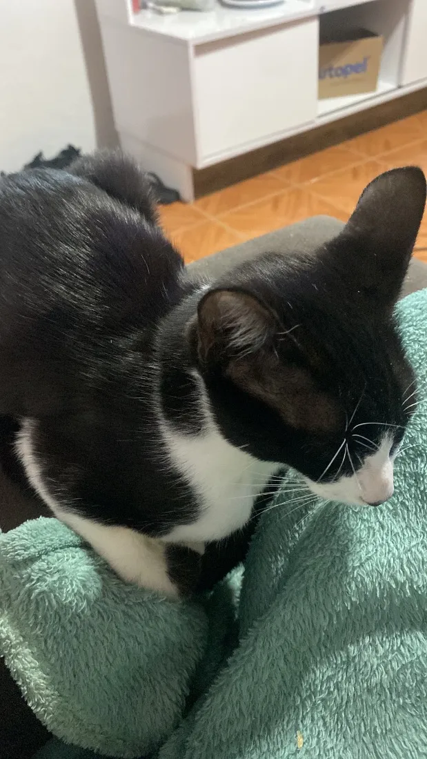 Gato raça SRD-ViraLata idade 2 a 6 meses nome Apelidado de Bob Bolota