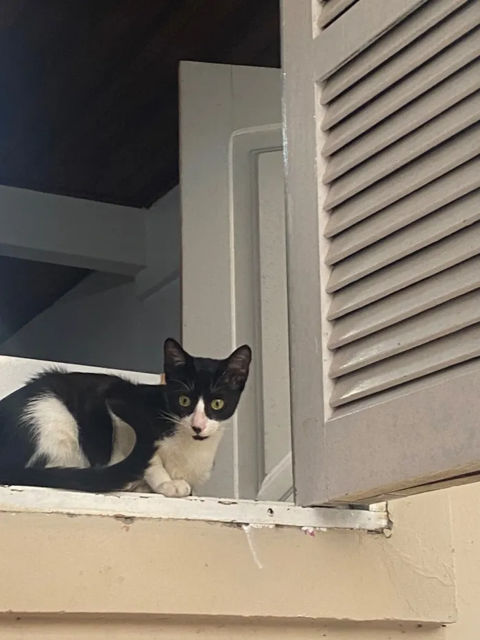 Gato raça SRD-ViraLata idade 2 a 6 meses nome Apelidado de Bob Bolota